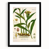 Vintage Botanical Art Print - Zingiber Officinale Ginger Plant