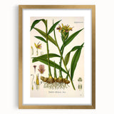 Vintage Botanical Art Print - Zingiber Officinale Ginger Plant