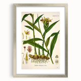 Vintage Botanical Art Print - Zingiber Officinale Ginger Plant