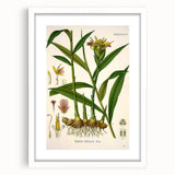 Vintage Botanical Art Print - Zingiber Officinale Ginger Plant