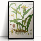 Vintage Botanical Art Print - Zingiber Officinale Ginger Plant