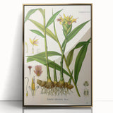 Vintage Botanical Art Print - Zingiber Officinale Ginger Plant