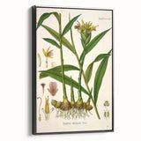 Vintage Botanical Art Print - Zingiber Officinale Ginger Plant