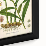Vintage Botanical Art Print - Zingiber Officinale Ginger Plant