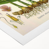 Vintage Botanical Art Print - Zingiber Officinale Ginger Plant