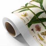 Vintage Botanical Art Print - Zingiber Officinale Ginger Plant