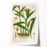 Vintage Botanical Art Print - Zingiber Officinale Ginger Plant