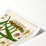 Vintage Botanical Art Print - Zingiber Officinale Ginger Plant