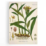 Vintage Botanical Art Print - Zingiber Officinale Ginger Plant