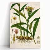 Vintage Botanical Art Print - Zingiber Officinale Ginger Plant
