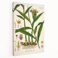 Vintage Botanical Art Print - Zingiber Officinale Ginger Plant