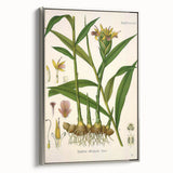 Vintage Botanical Art Print - Zingiber Officinale Ginger Plant