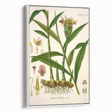 Vintage Botanical Art Print - Zingiber Officinale Ginger Plant