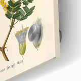 Vintage Botanical Art Print - Acacia Senegal Yellow Flower Illustration