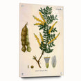 Vintage Botanical Art Print - Acacia Senegal Yellow Flower Illustration