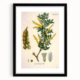 Vintage Botanical Art Print - Acacia Senegal Yellow Flower Illustration