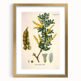 Vintage Botanical Art Print - Acacia Senegal Yellow Flower Illustration