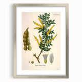 Vintage Botanical Art Print - Acacia Senegal Yellow Flower Illustration