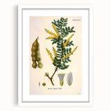 Vintage Botanical Art Print - Acacia Senegal Yellow Flower Illustration