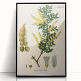 Vintage Botanical Art Print - Acacia Senegal Yellow Flower Illustration