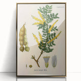 Vintage Botanical Art Print - Acacia Senegal Yellow Flower Illustration