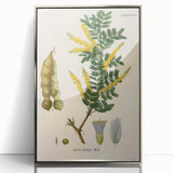 Vintage Botanical Art Print - Acacia Senegal Yellow Flower Illustration