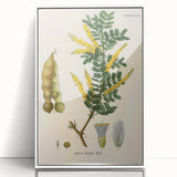 Vintage Botanical Art Print - Acacia Senegal Yellow Flower Illustration