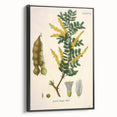 Vintage Botanical Art Print - Acacia Senegal Yellow Flower Illustration