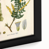 Vintage Botanical Art Print - Acacia Senegal Yellow Flower Illustration