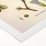 Vintage Botanical Art Print - Acacia Senegal Yellow Flower Illustration