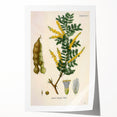 Vintage Botanical Art Print - Acacia Senegal Yellow Flower Illustration