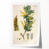 Vintage Botanical Art Print - Acacia Senegal Yellow Flower Illustration