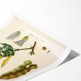 Vintage Botanical Art Print - Acacia Senegal Yellow Flower Illustration