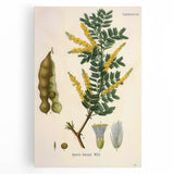 Vintage Botanical Art Print - Acacia Senegal Yellow Flower Illustration