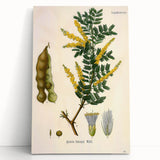 Vintage Botanical Art Print - Acacia Senegal Yellow Flower Illustration