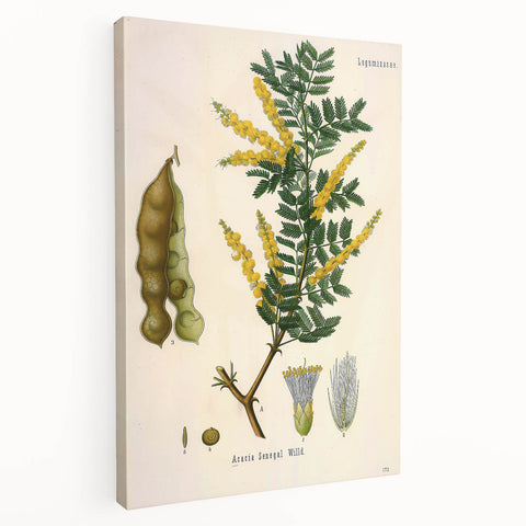 Vintage Botanical Art Print - Acacia Senegal Yellow Flower Illustration