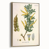 Vintage Botanical Art Print - Acacia Senegal Yellow Flower Illustration