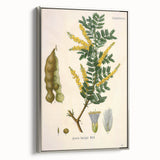 Vintage Botanical Art Print - Acacia Senegal Yellow Flower Illustration