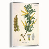 Vintage Botanical Art Print - Acacia Senegal Yellow Flower Illustration