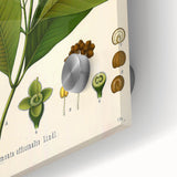 Vintage Botanical Art Print - Pimenta Officinalis Flower Illustration