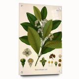 Vintage Botanical Art Print - Pimenta Officinalis Flower Illustration