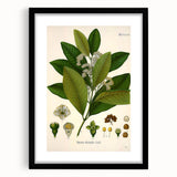 Vintage Botanical Art Print - Pimenta Officinalis Flower Illustration