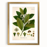 Vintage Botanical Art Print - Pimenta Officinalis Flower Illustration