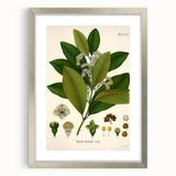 Vintage Botanical Art Print - Pimenta Officinalis Flower Illustration