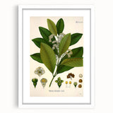 Vintage Botanical Art Print - Pimenta Officinalis Flower Illustration
