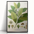 Vintage Botanical Art Print - Pimenta Officinalis Flower Illustration