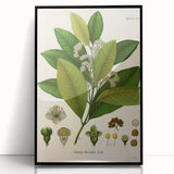 Vintage Botanical Art Print - Pimenta Officinalis Flower Illustration