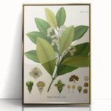 Vintage Botanical Art Print - Pimenta Officinalis Flower Illustration