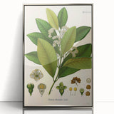 Vintage Botanical Art Print - Pimenta Officinalis Flower Illustration
