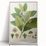 Vintage Botanical Art Print - Pimenta Officinalis Flower Illustration